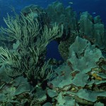 coral_scape