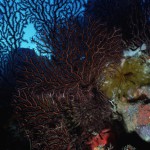 fan_coral2