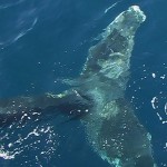 Humpback whale Tale