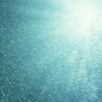 solar_fish