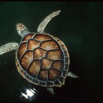 turtle_in_space