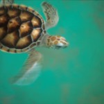 Turtle-on-move