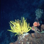yellow_featherstar